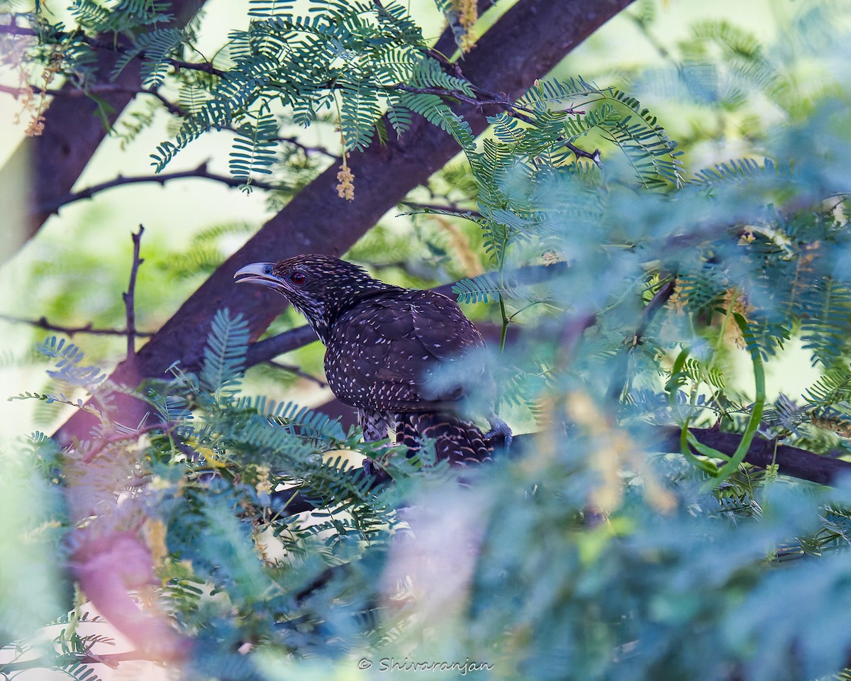 Asian Koel - ML622572980