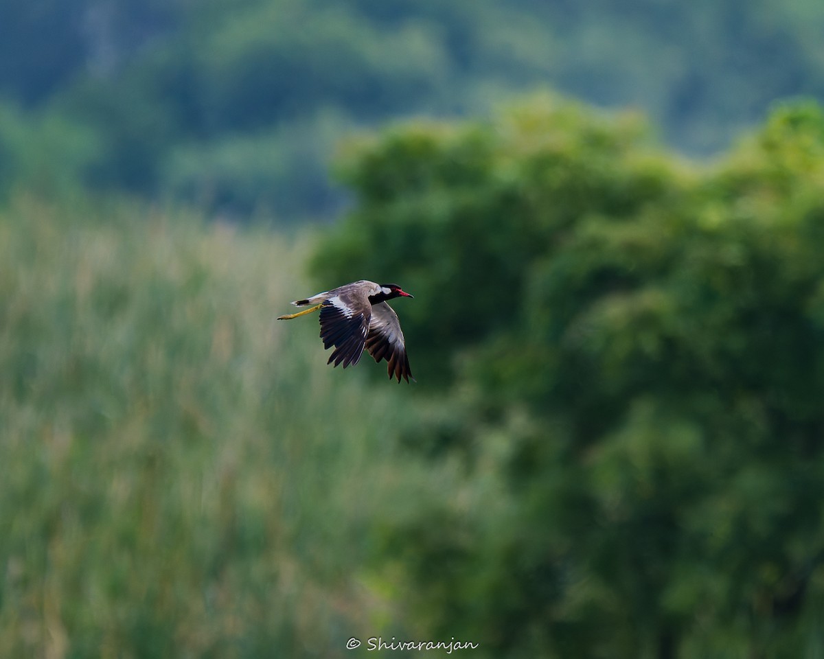 Red-wattled Lapwing - ML622572991