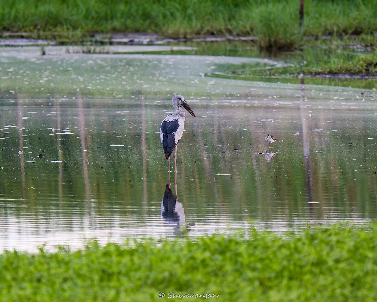 Asian Openbill - ML622572996