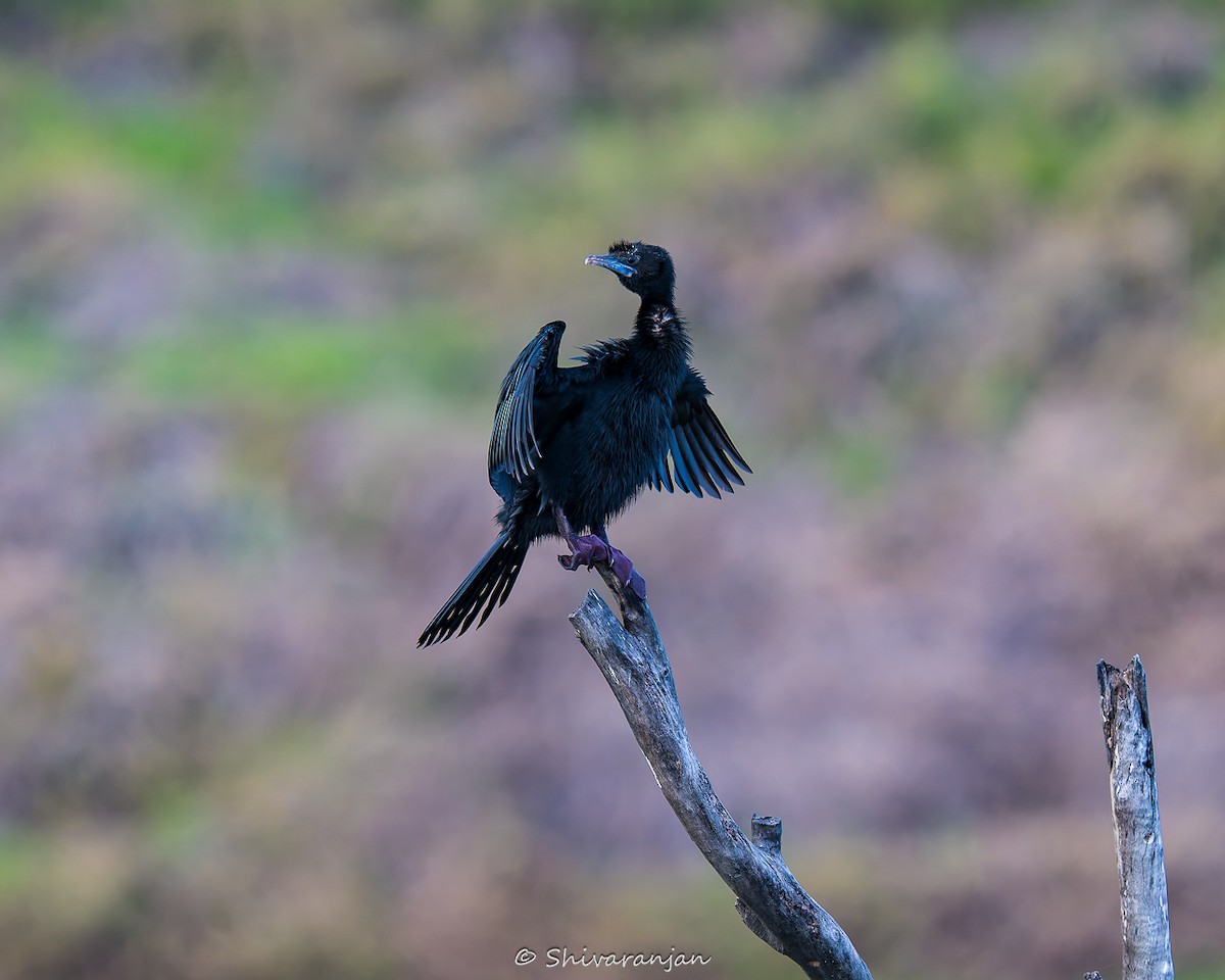 Little Cormorant - Shivaranjan Bhoopathy