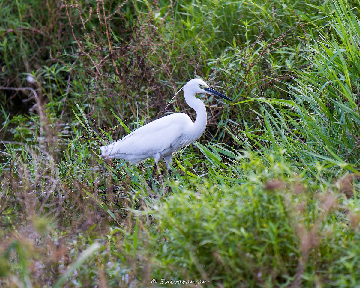 Little Egret - ML622573004