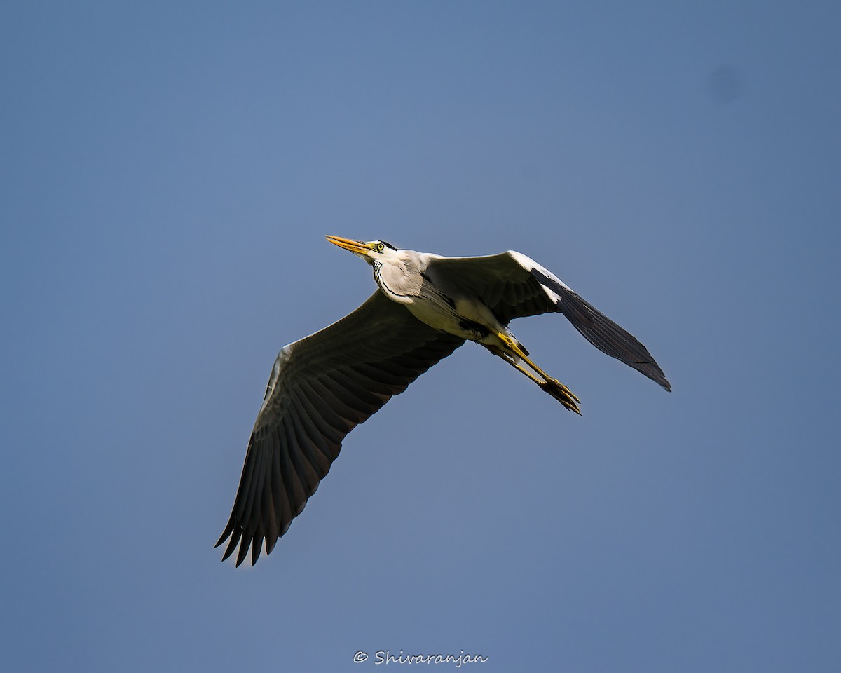 Gray Heron - ML622573007