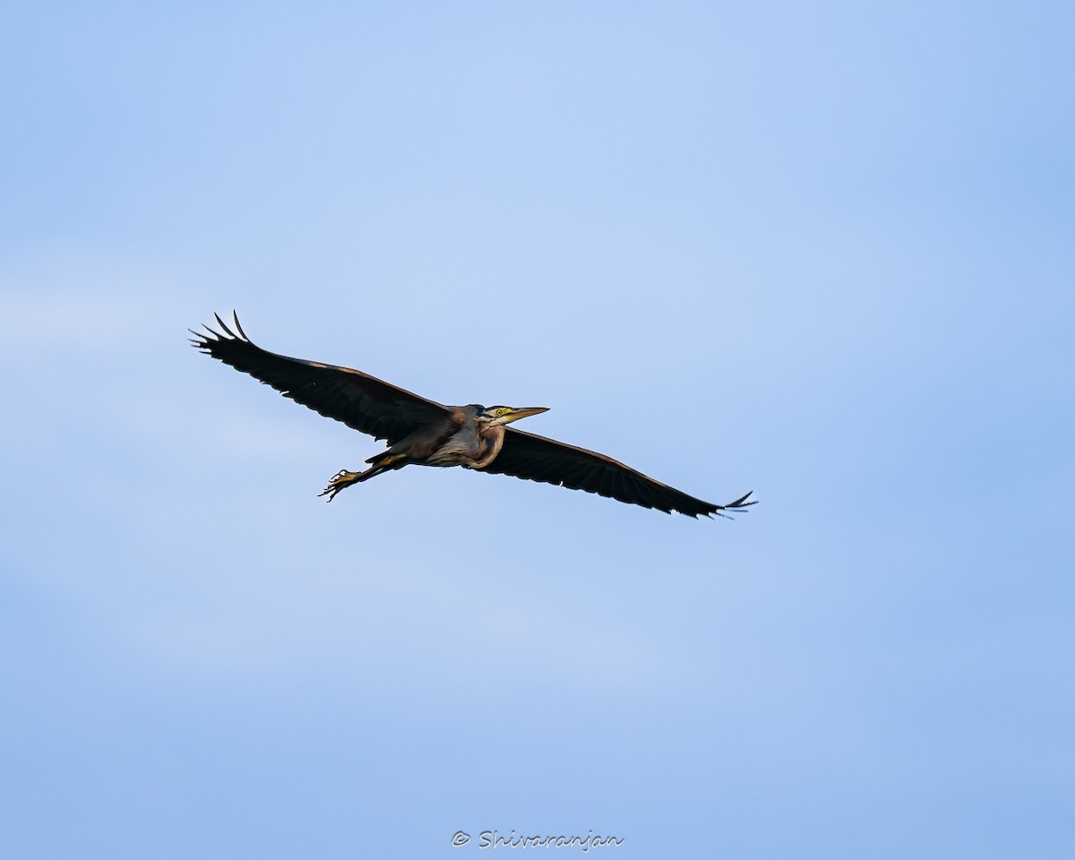 Purple Heron - ML622573010