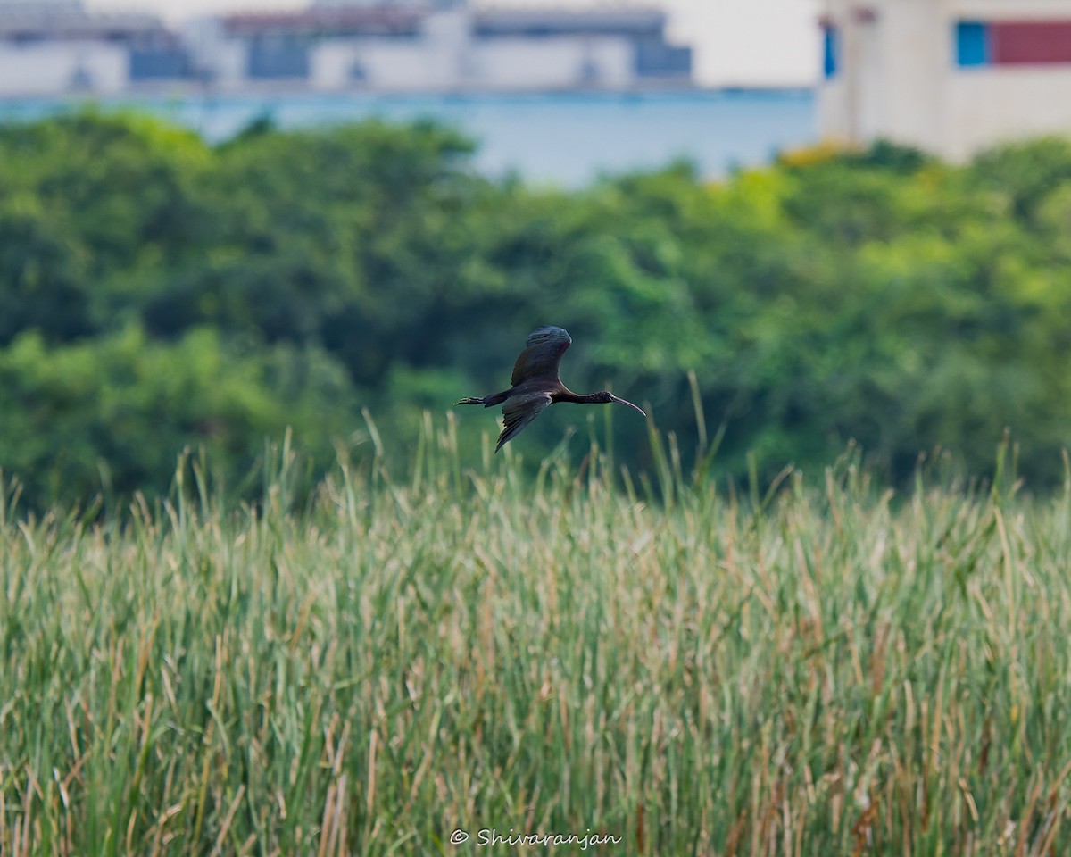 Glossy Ibis - ML622573012