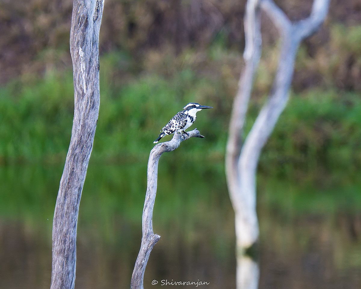 Pied Kingfisher - ML622573017