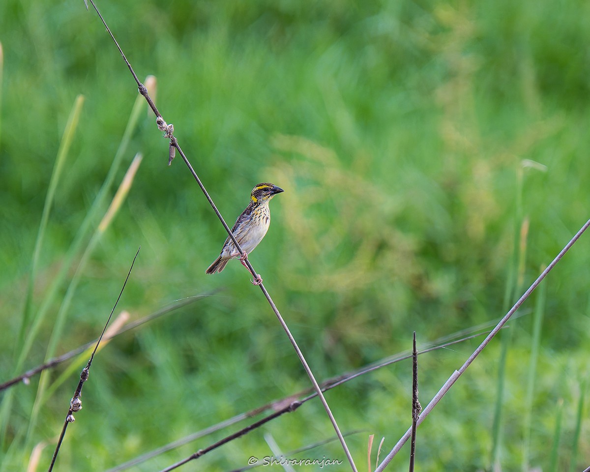 Streaked Weaver - ML622573020