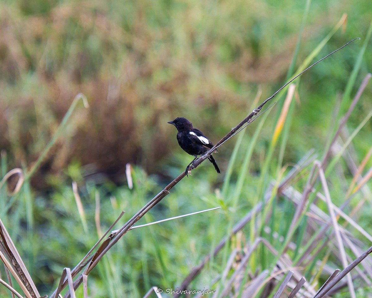 Pied Bushchat - Shivaranjan Bhoopathy