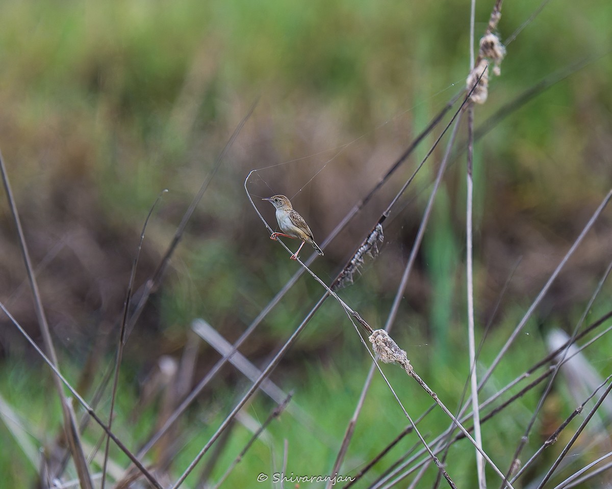 Zitting Cisticola - ML622573024