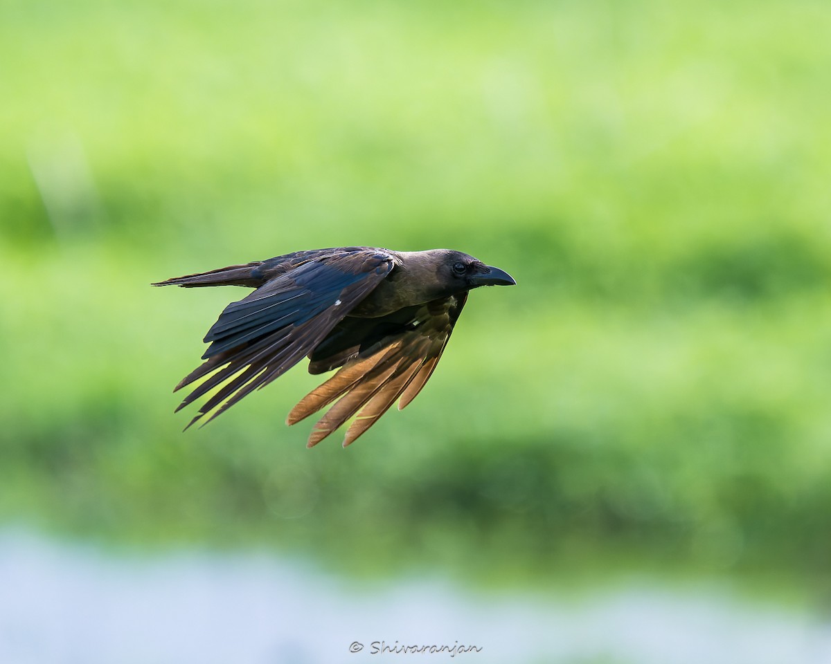 House Crow - ML622573106