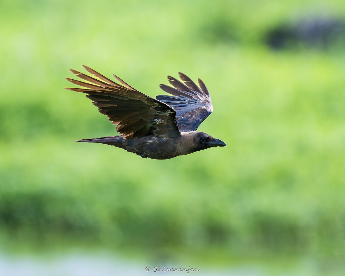 House Crow - Shivaranjan Bhoopathy