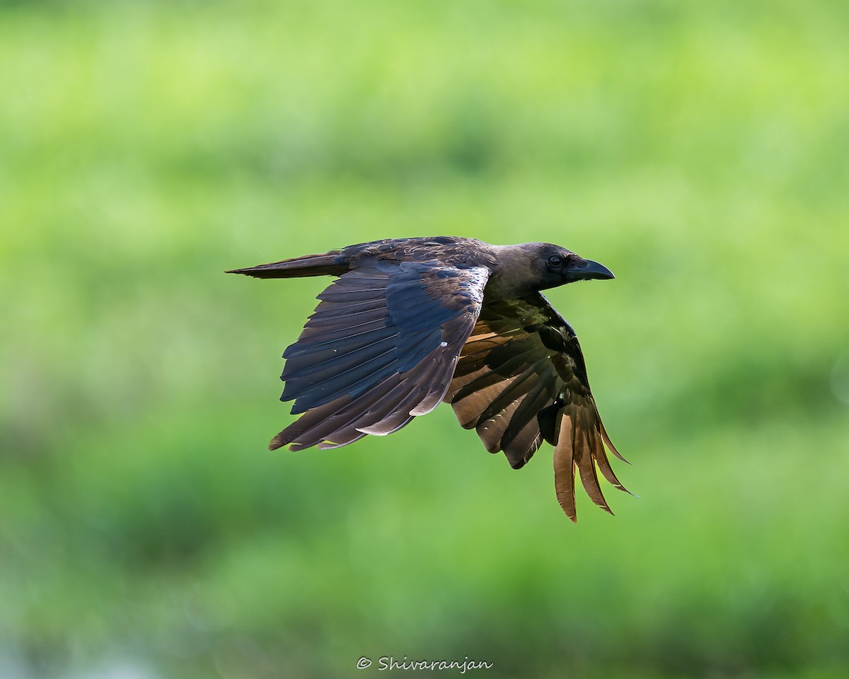 House Crow - ML622573108