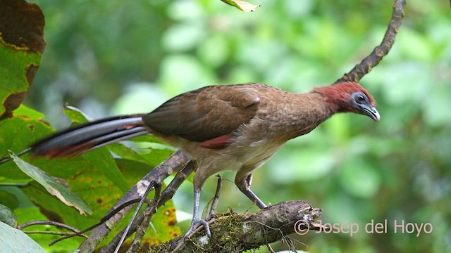 Rufous-headed Chachalaca - ML622573181