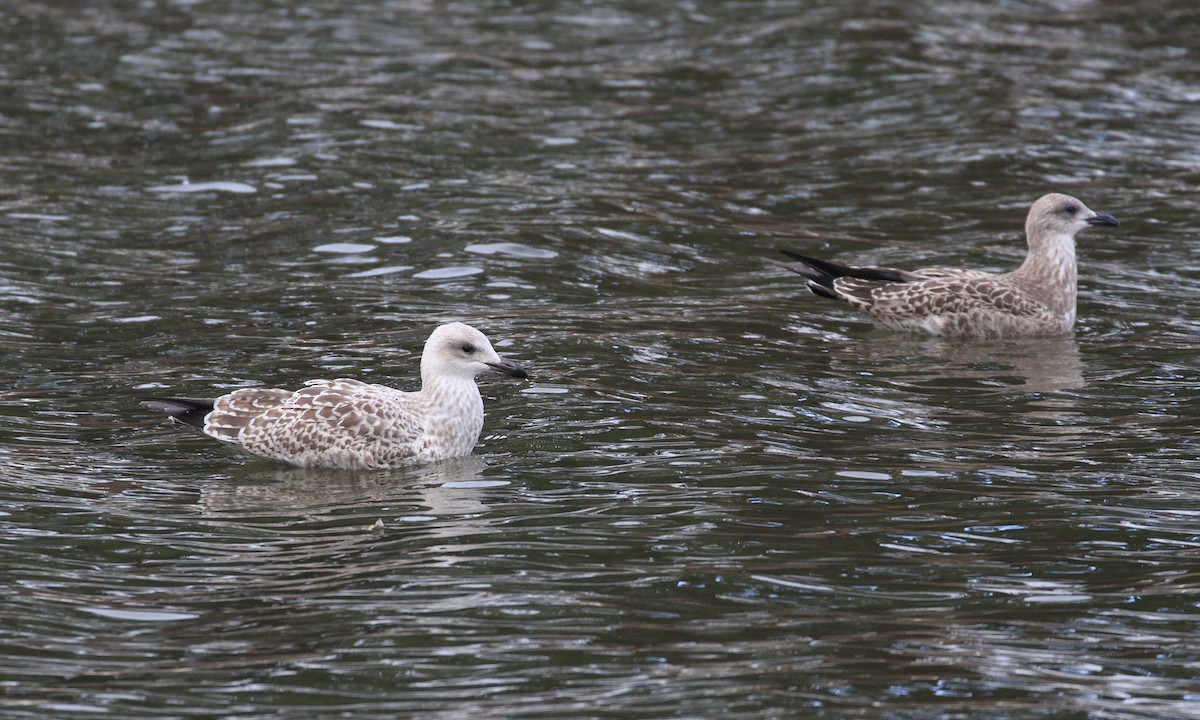 Gaviota Argéntea (europea) - ML622573236