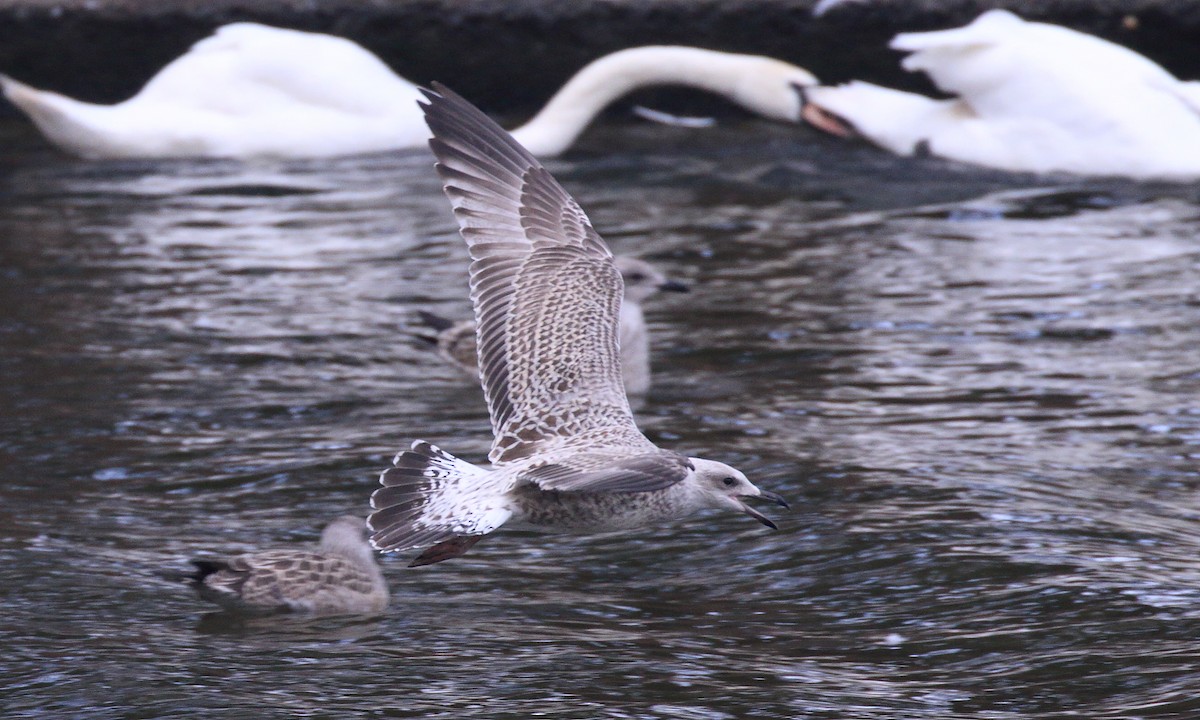 Gaviota Argéntea (europea) - ML622573241