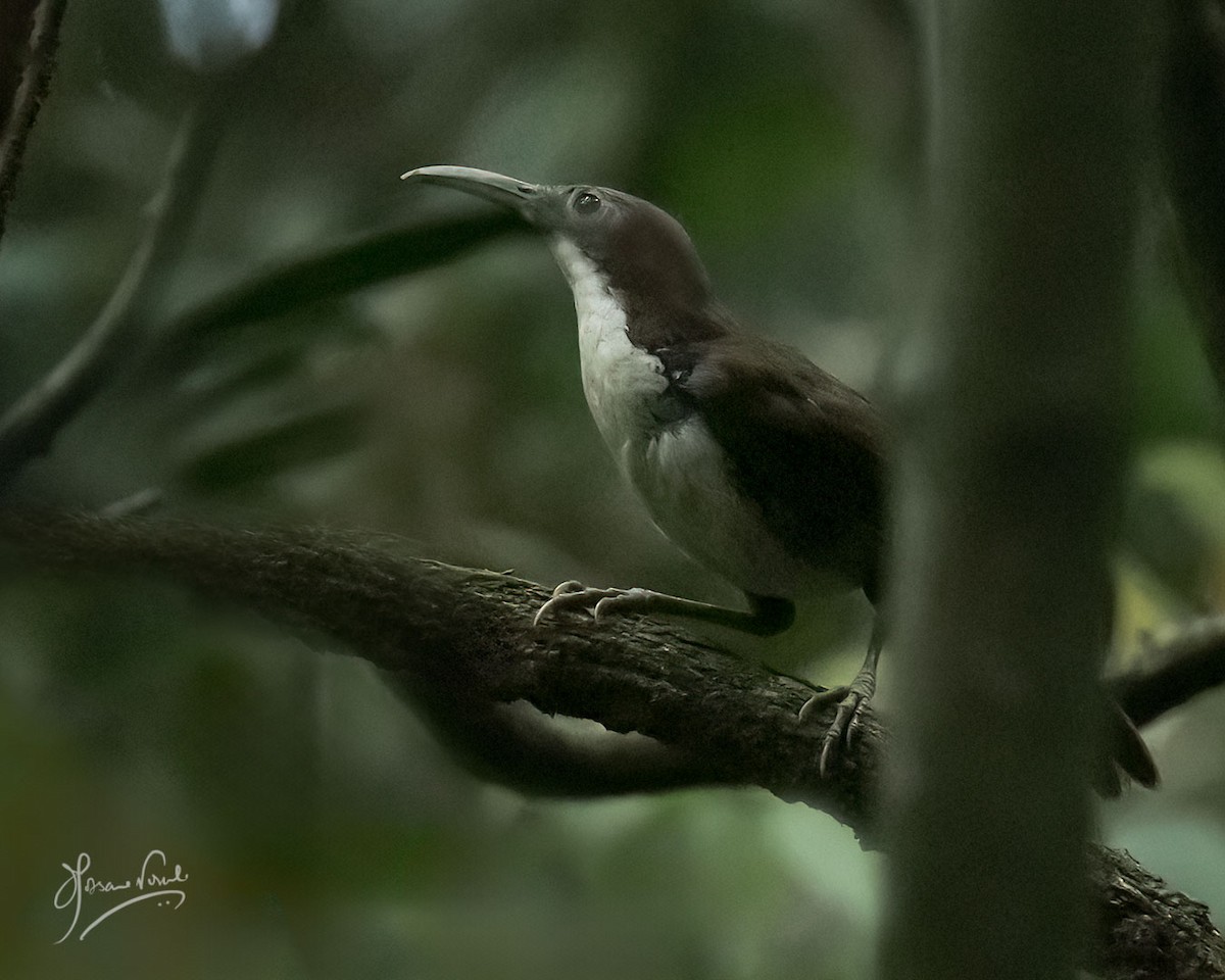 Large Scimitar-Babbler - ML622573265