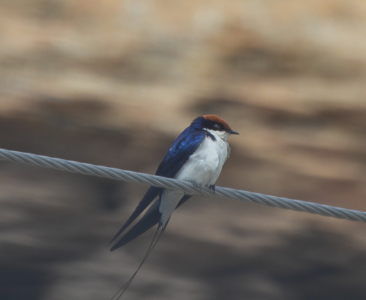 Wire-tailed Swallow - Muralidharan S