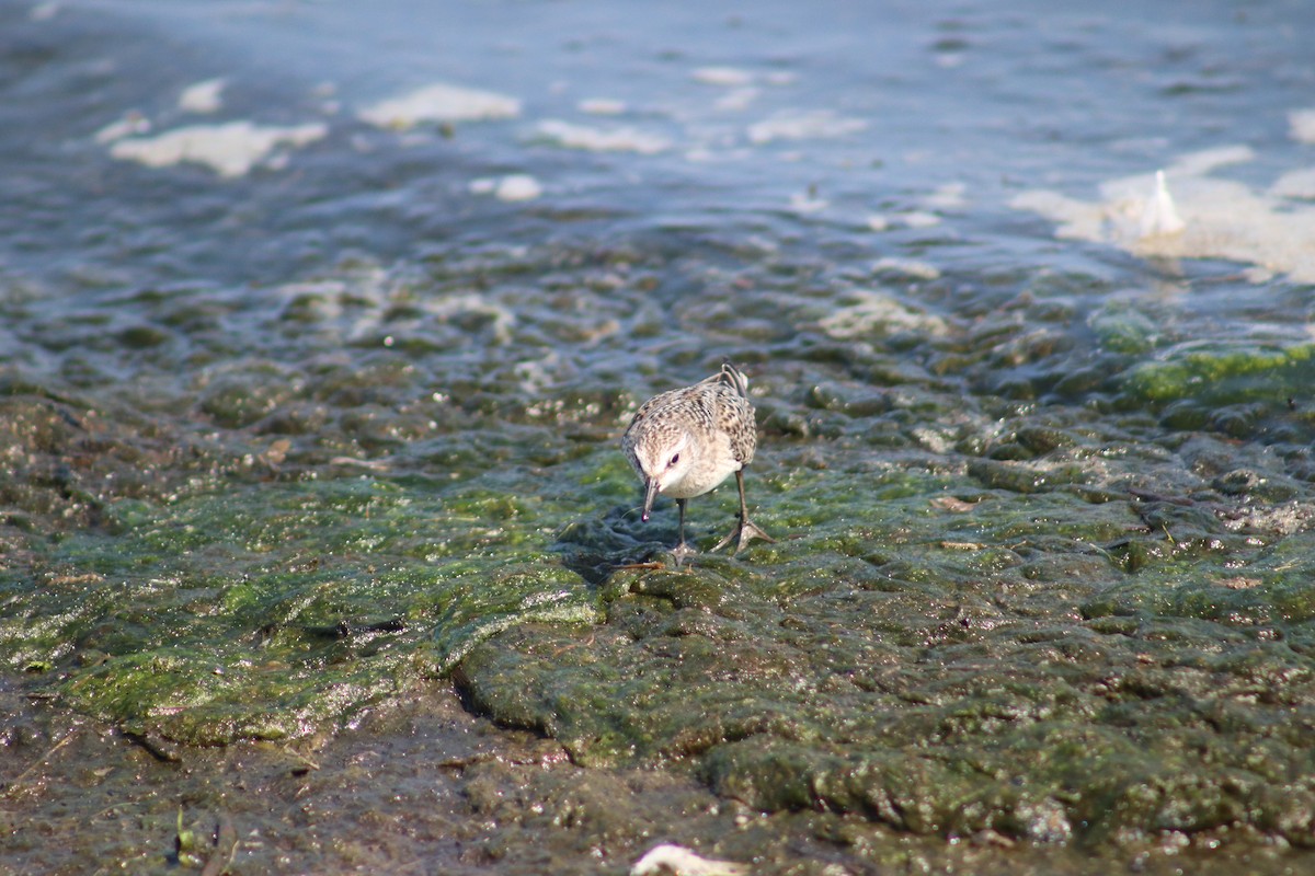 Semipalmated Sandpiper - ML622573301