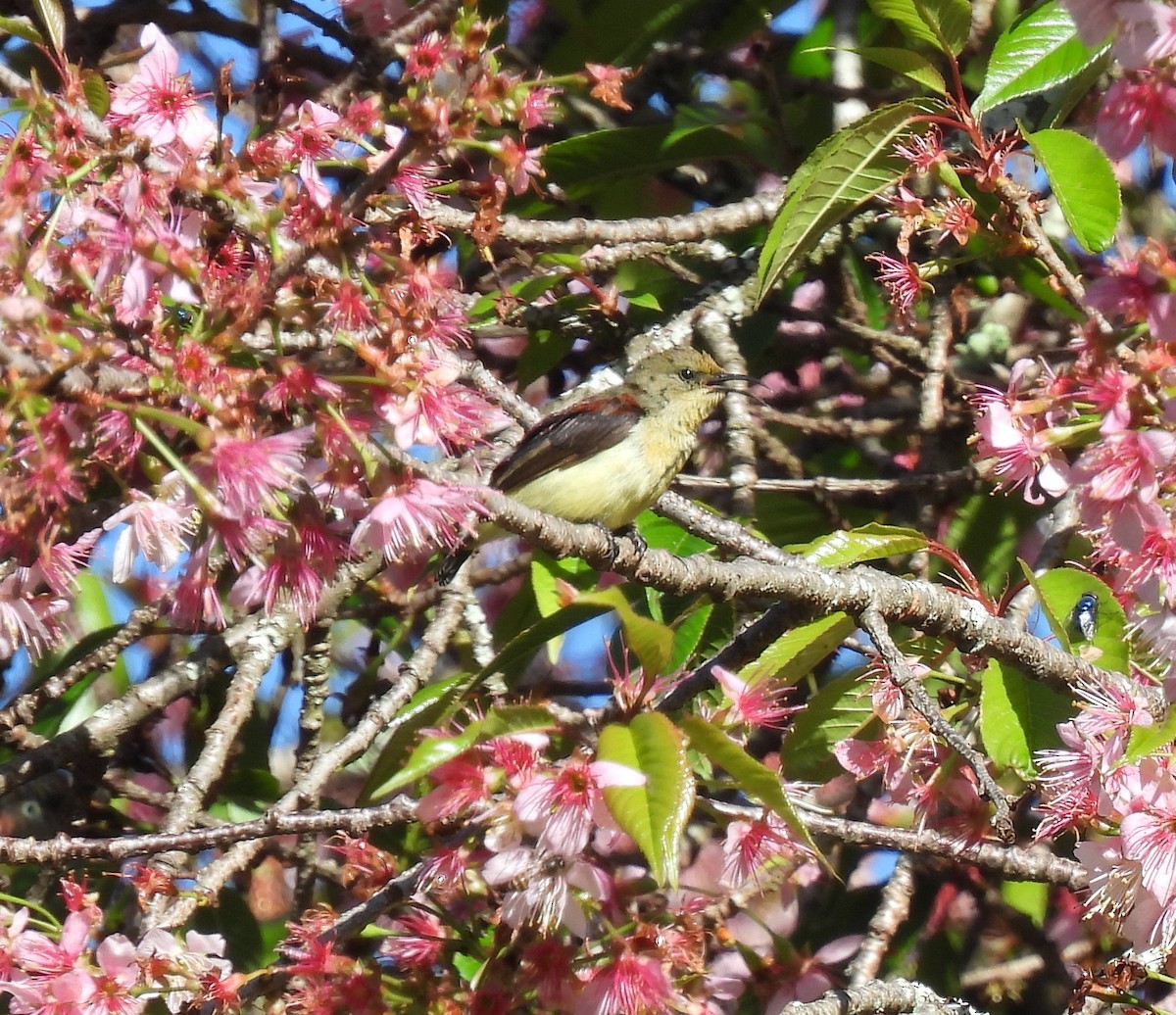 Crimson-backed Sunbird - ML622573316