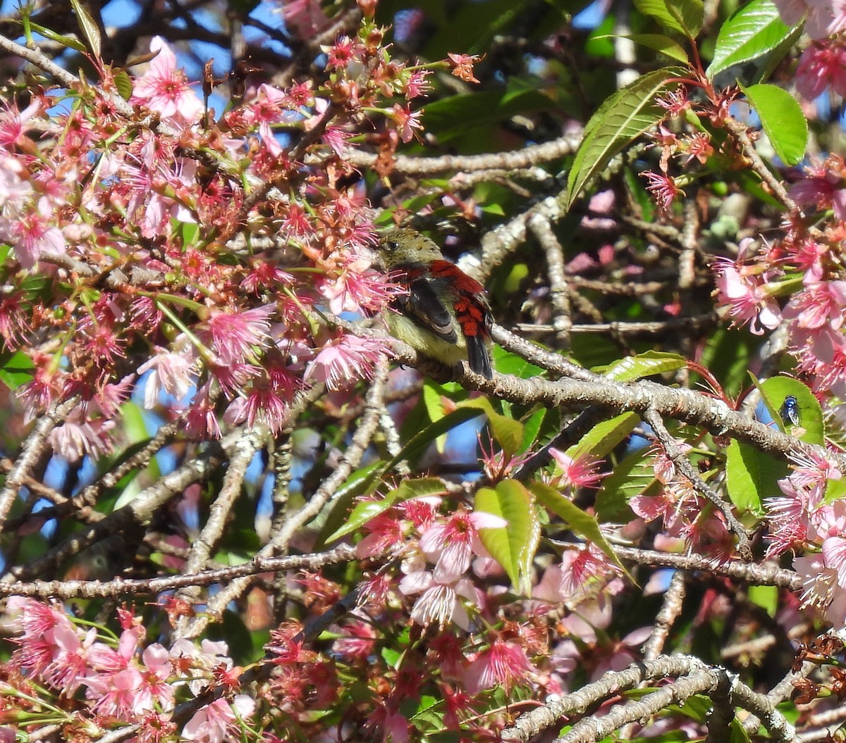 Crimson-backed Sunbird - ML622573325