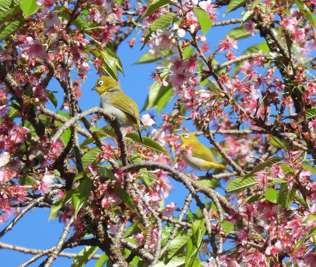 Indian White-eye - ML622573346