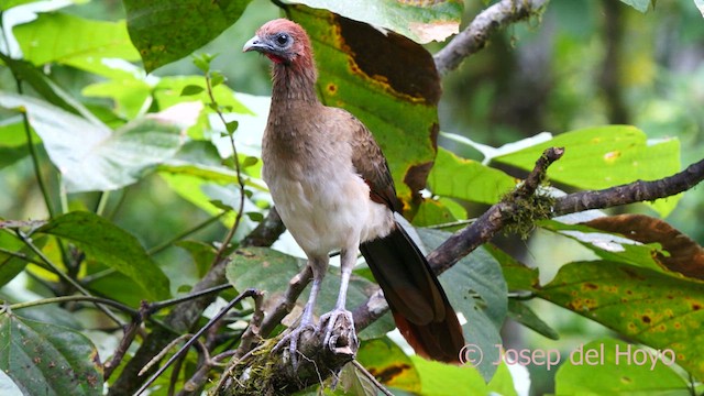 Rufous-headed Chachalaca - ML622573386