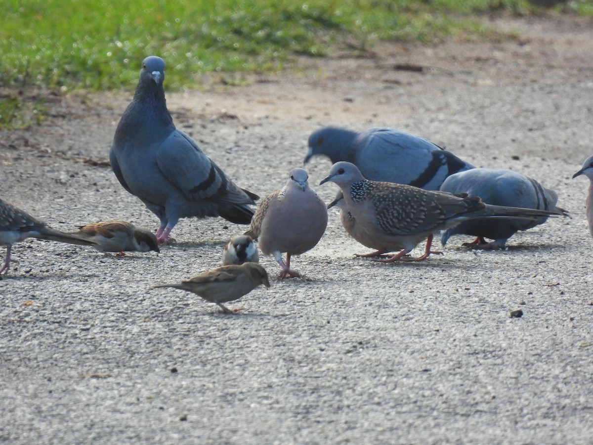 Spotted Dove - ML622573390