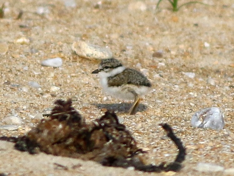 Common Ringed Plover - ML622573413