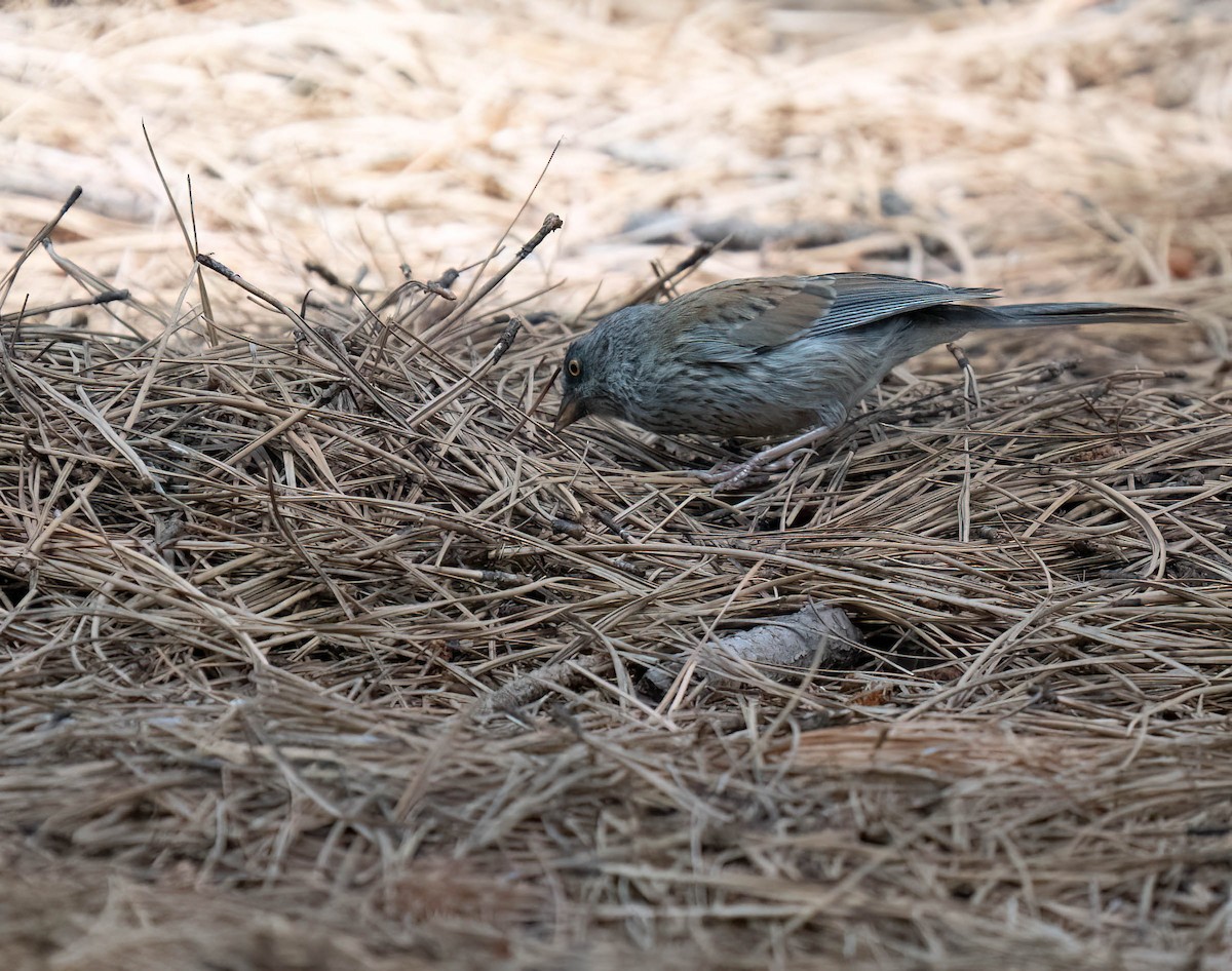 Yellow-eyed Junco - ML622573422