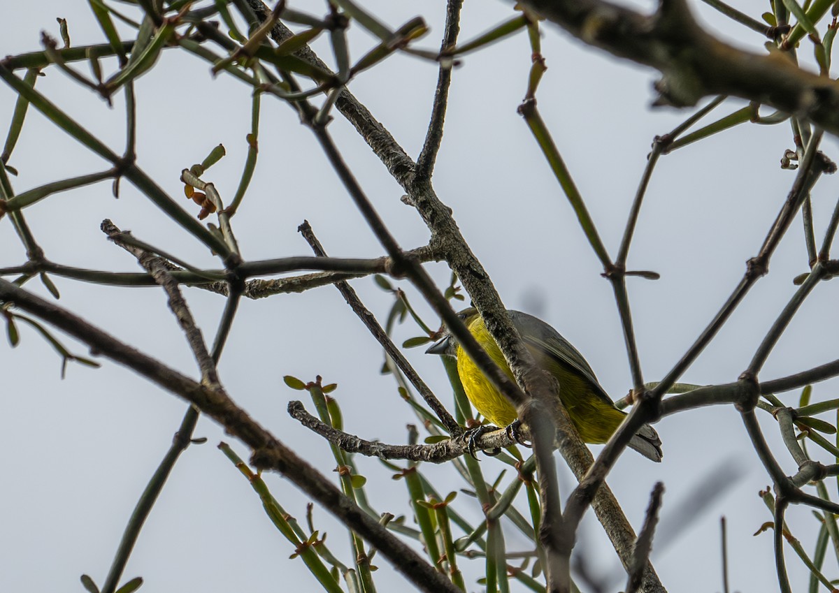 Golden-bellied Euphonia - ML622573440