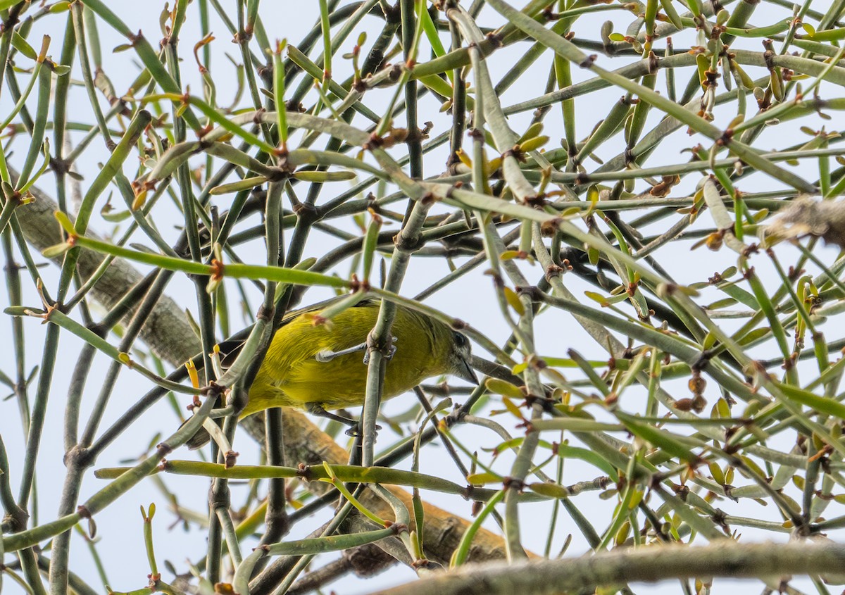 Golden-bellied Euphonia - ML622573441