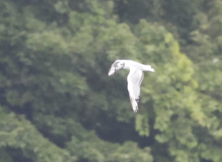 Bonaparte's Gull - ML622573515