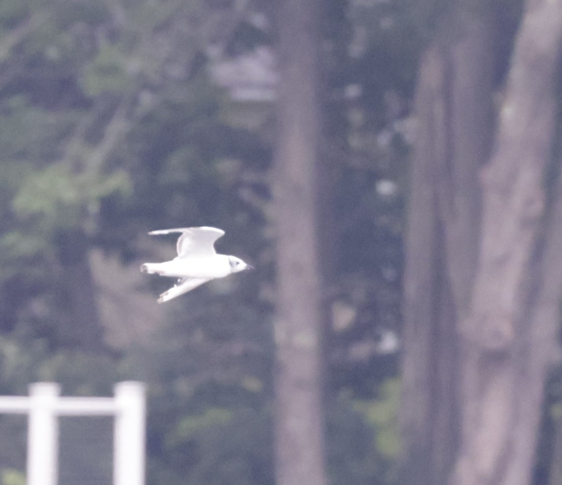 Bonaparte's Gull - ML622573517