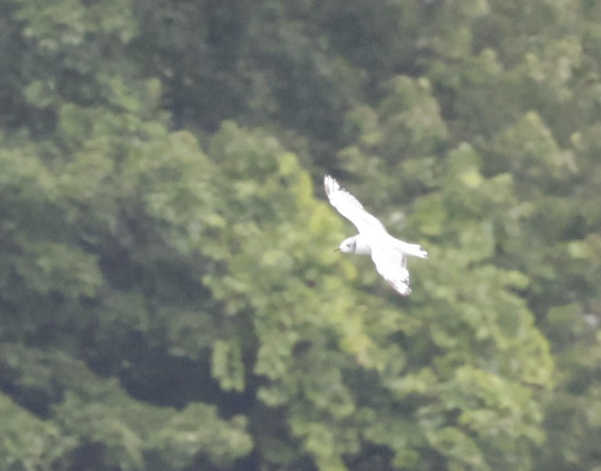 Bonaparte's Gull - ML622573518