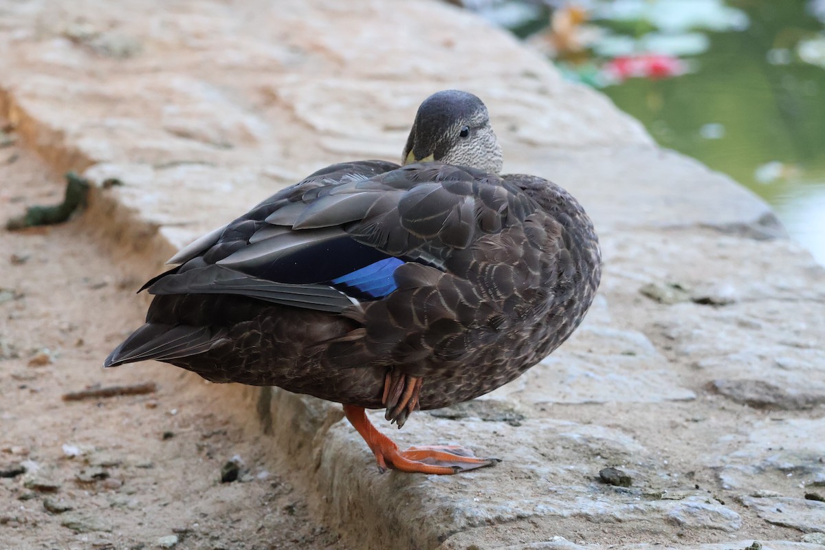 Mallard/American Black Duck - ML622573546