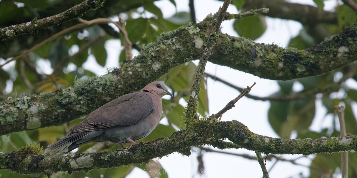 Ring-necked Dove - Raven X