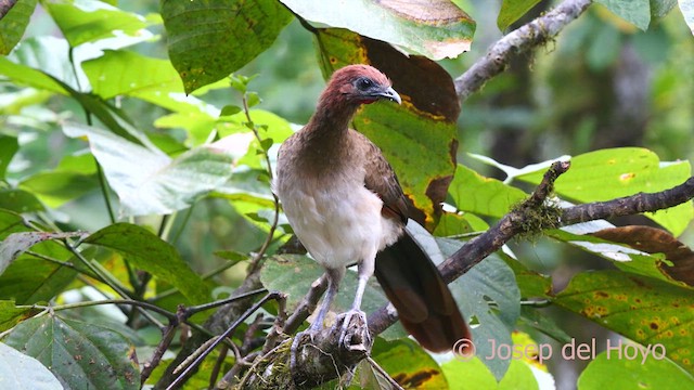 Rufous-headed Chachalaca - ML622573623