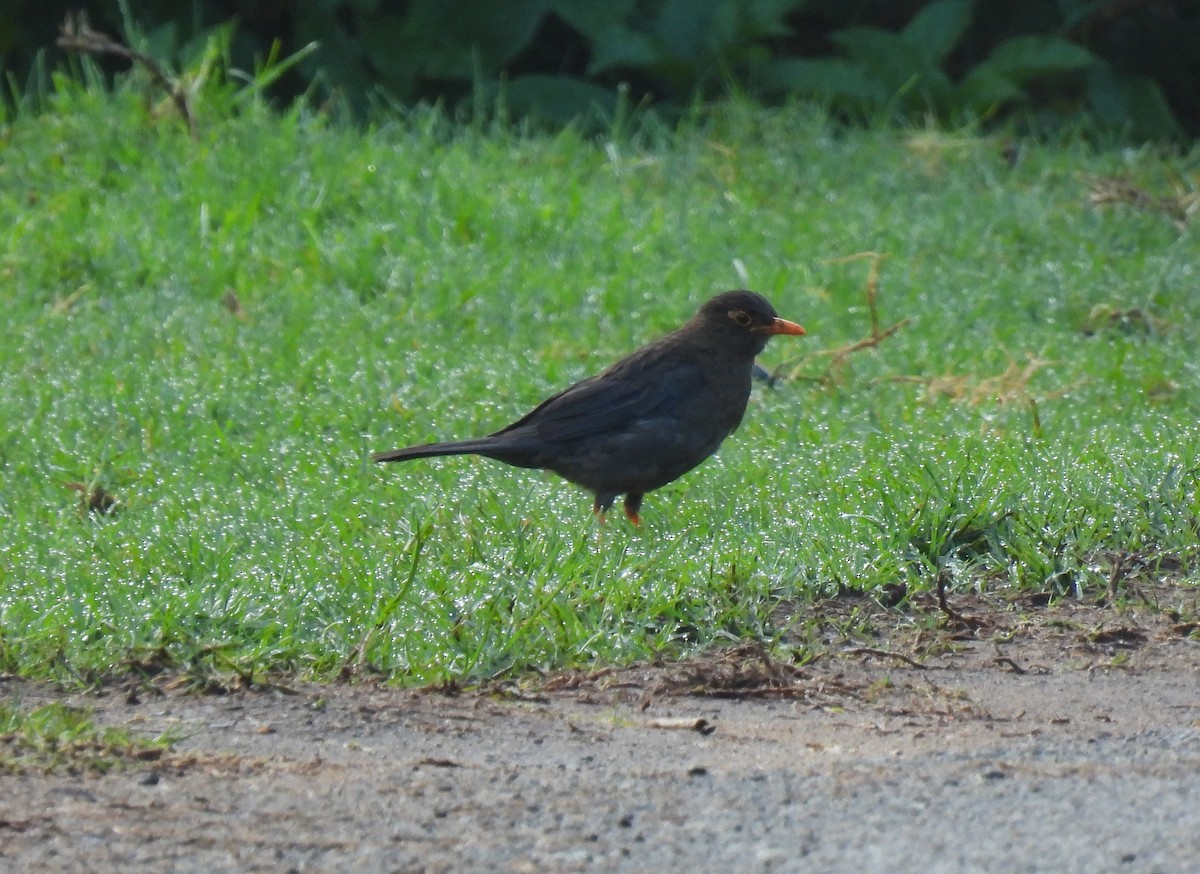 Indian Blackbird - ML622573651