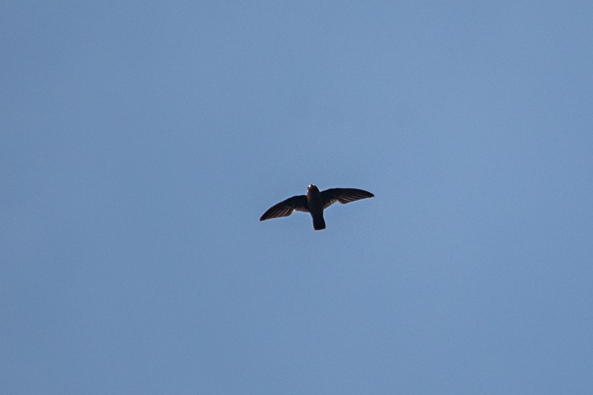 Spot-fronted Swift - ML622573655