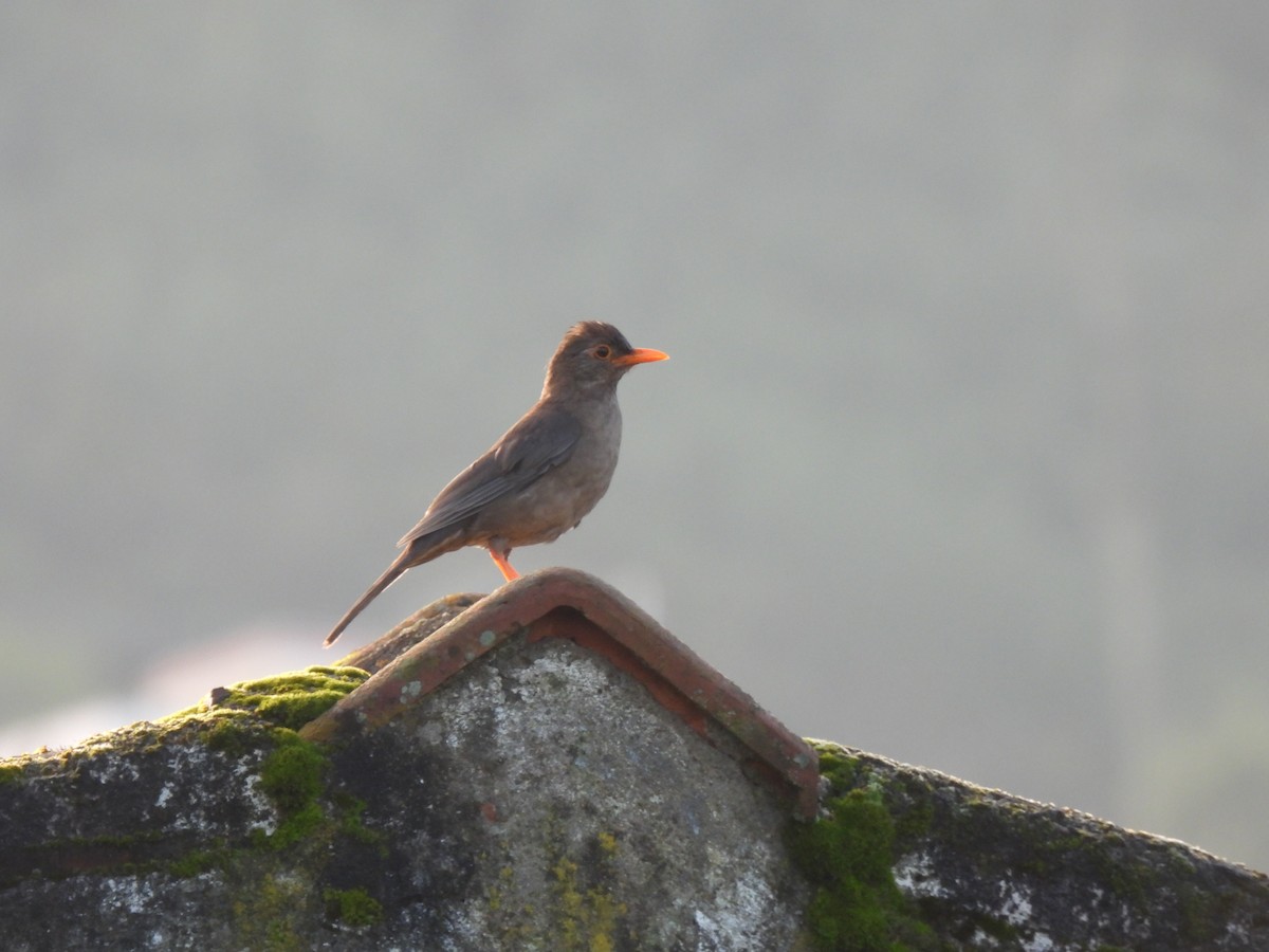 Indian Blackbird - ML622573663