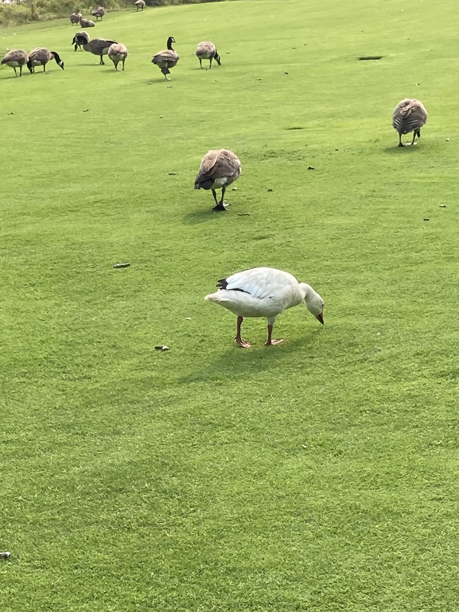 Цасны галуу - ML622573667