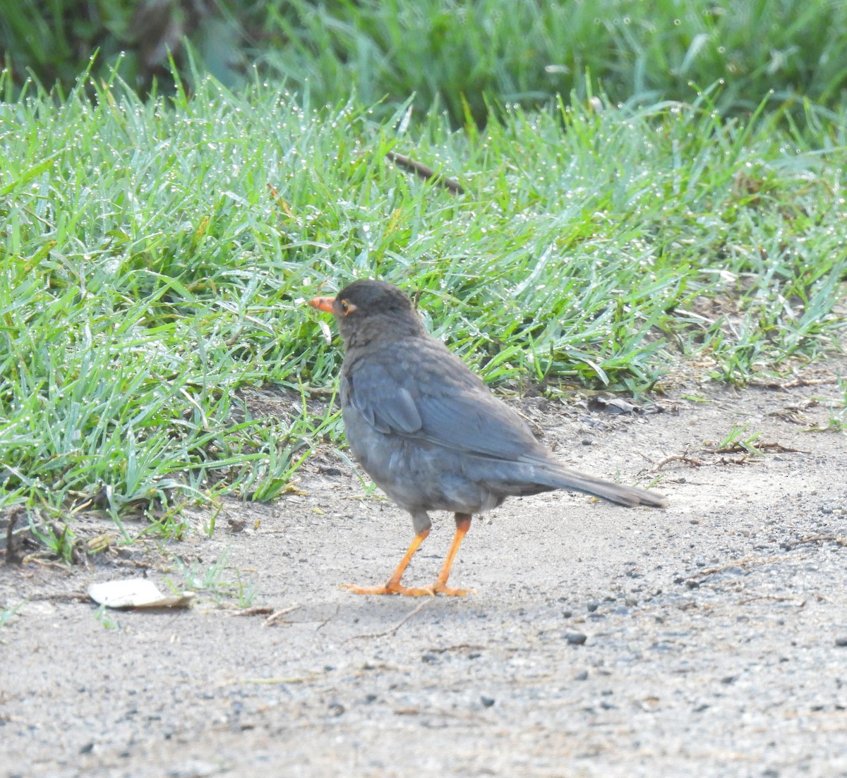 Indian Blackbird - ML622573668