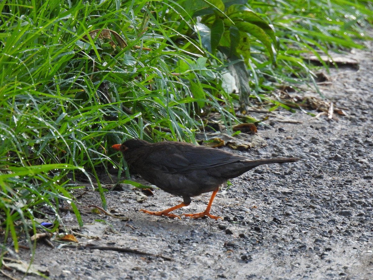 Indian Blackbird - ML622573678