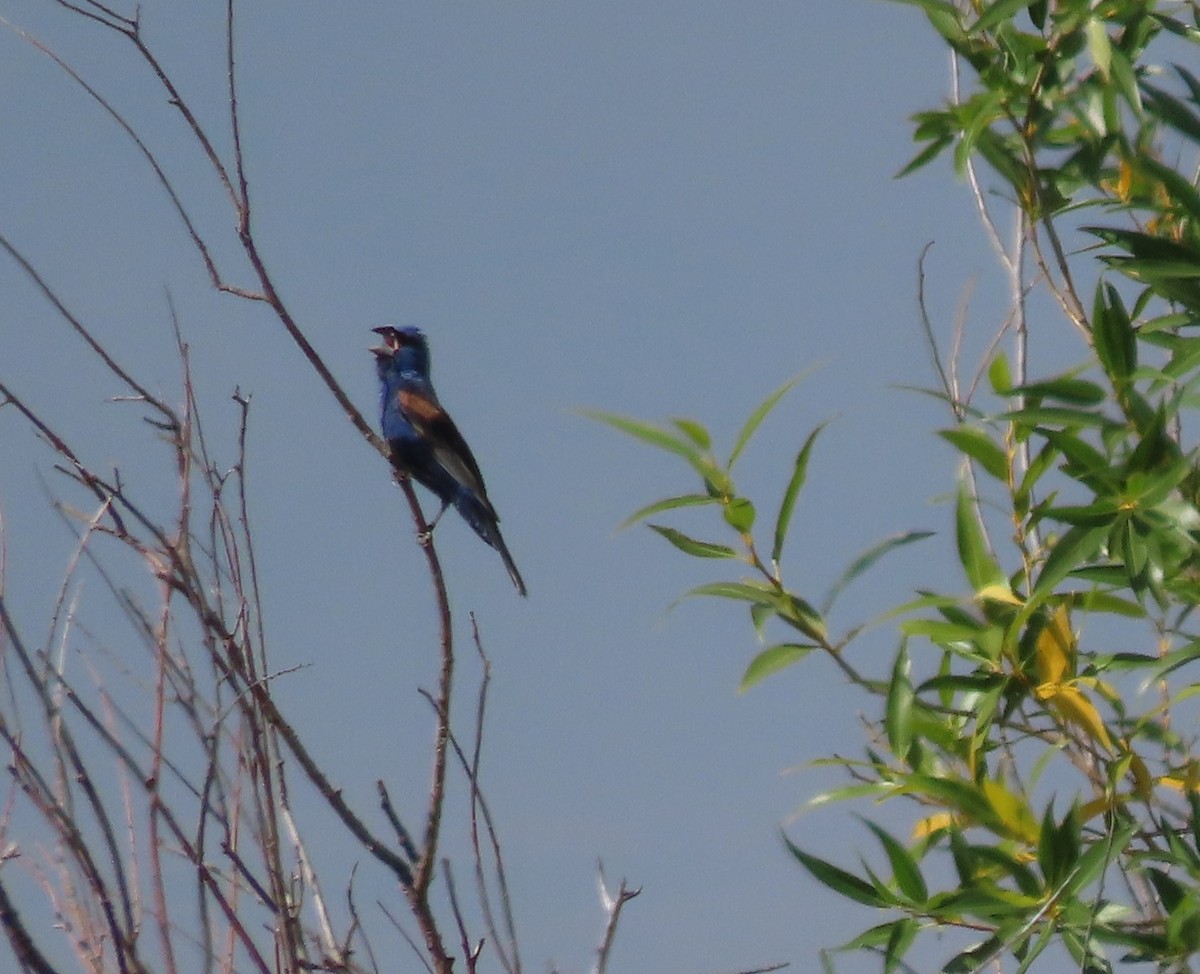 Blue Grosbeak - ML622573683