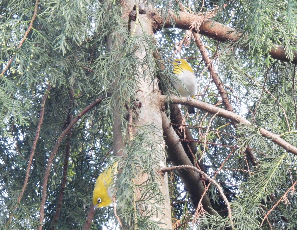 Indian White-eye - ML622573686