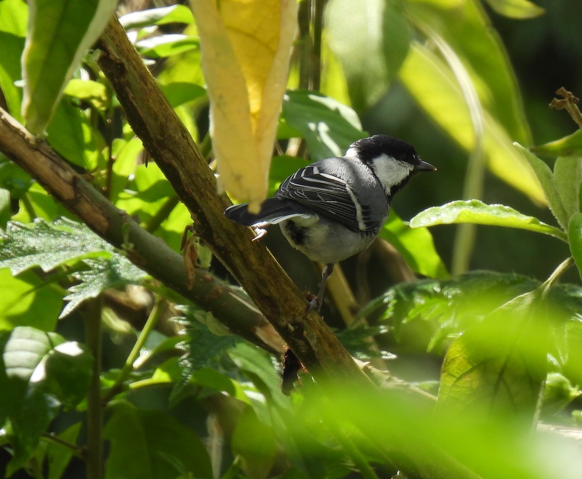Asian Tit (Cinereous) - ML622573715