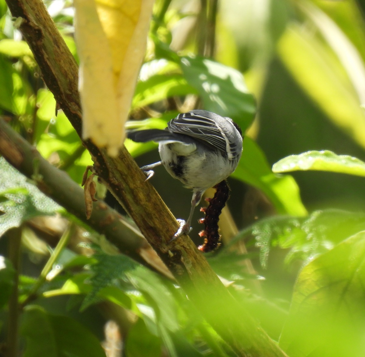 Asian Tit (Cinereous) - ML622573720