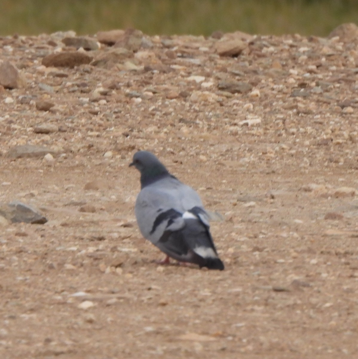 Hill Pigeon - ML622573721