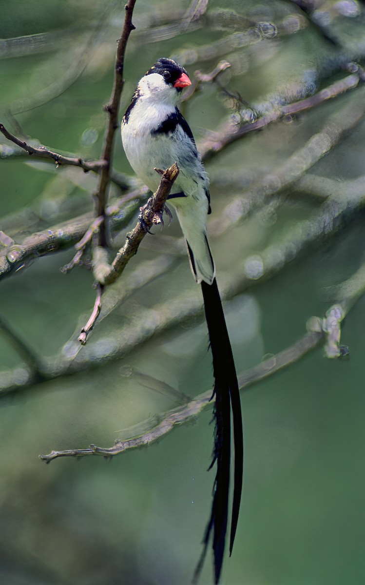 Pin-tailed Whydah - ML622573729