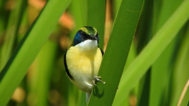 Many-colored Rush Tyrant - ML622573730