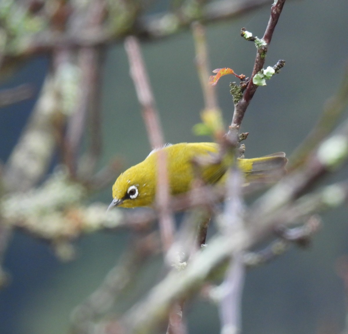 Indian White-eye - ML622573772